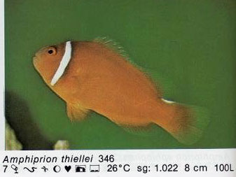 Amphiprion thiellei